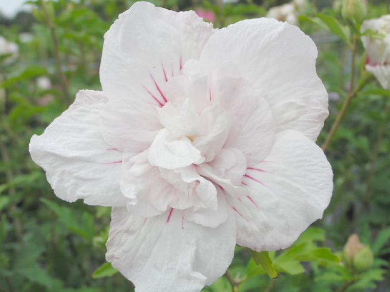 Hibiscus Hybride China Chiffon®