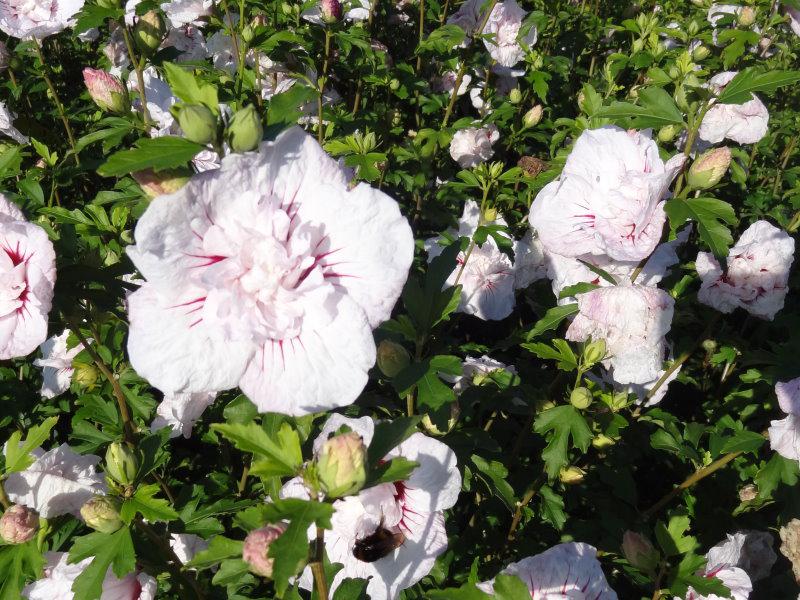 Reicher Blütenflor: Hibiscus Hybride China Chiffon®