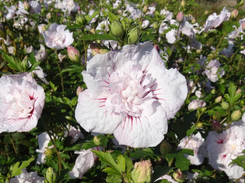Schöner Sommerblüher: Hibiscus Hybride China Chiffon®