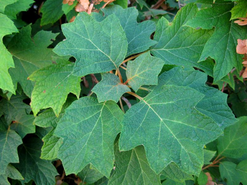 Flikhortensia eller Ekbladshortensia (Hydrangea quercifolia)