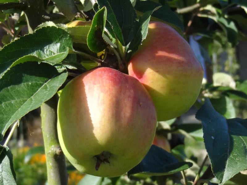 Online-Shop - in Gravensteiner, bestellen! Blütensträucher, unserem Apfel Baumschulen, - Eggert Baumschule Heckenpflanzen günstig