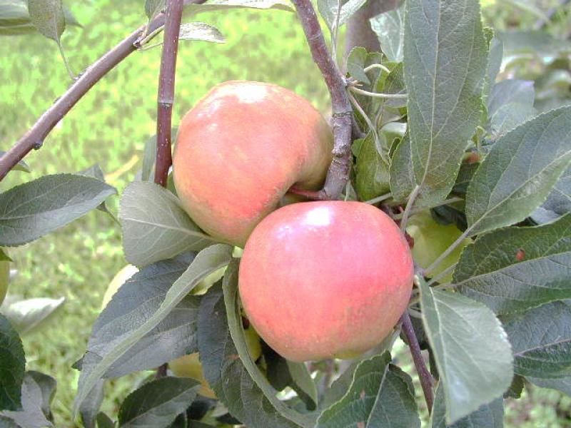 Baumschule Eggert - Blütensträucher, günstig Apfel Online-Shop Elstar, bestellen! - Baumschulen, in unserem Heckenpflanzen