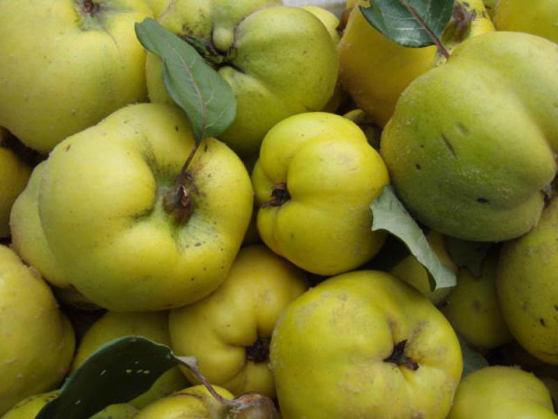 Baumschule Eggert günstig Heckenpflanzen in - Konstantinopeler - Blütensträucher, hier Baumschulen, Online-Shop! gibt es Apfelquitte unserem