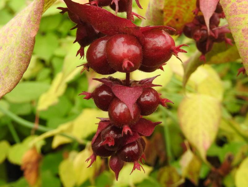 Leycesteria formosa - Nahaufnahme der roten Früchte