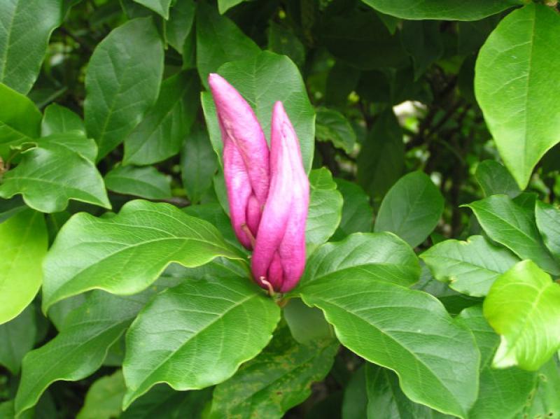 Magnolia Susan, Magnolia liliiflora Susan