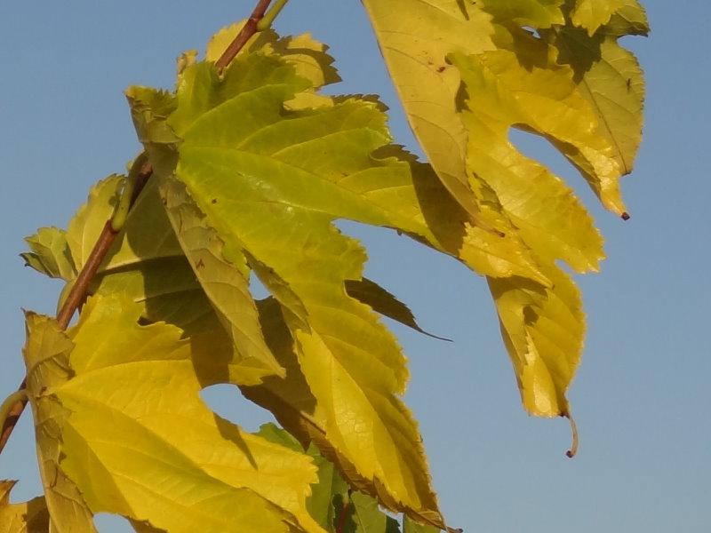 Morus kagayamae in Herbstfärbung
