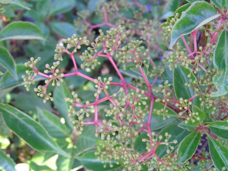Jungfernrebe, Parthenocissus henryana - Fruchtbildung