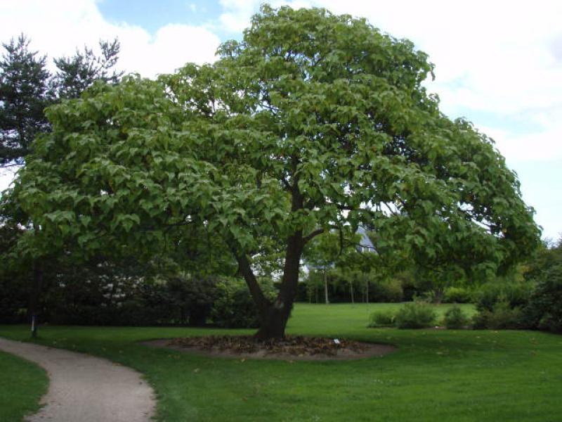 Blauglockenbaum, Kiribaum - Habitus