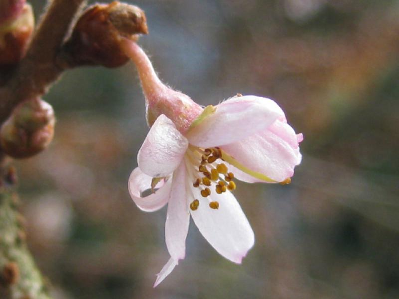 Nahaufnahme der Blüte: Winterkirsche