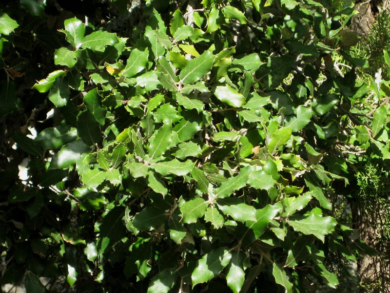 Saftiggrüne Blätter der Quercus ilex im Frühjahr