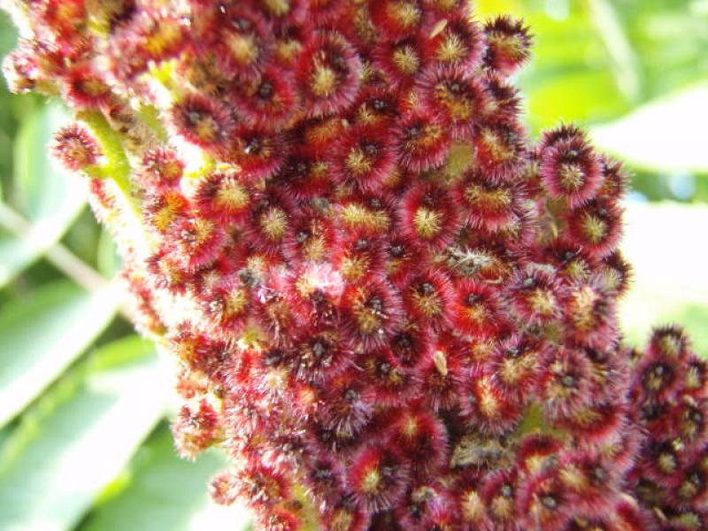 Essigbaum: Detailaufnahme der Blüte