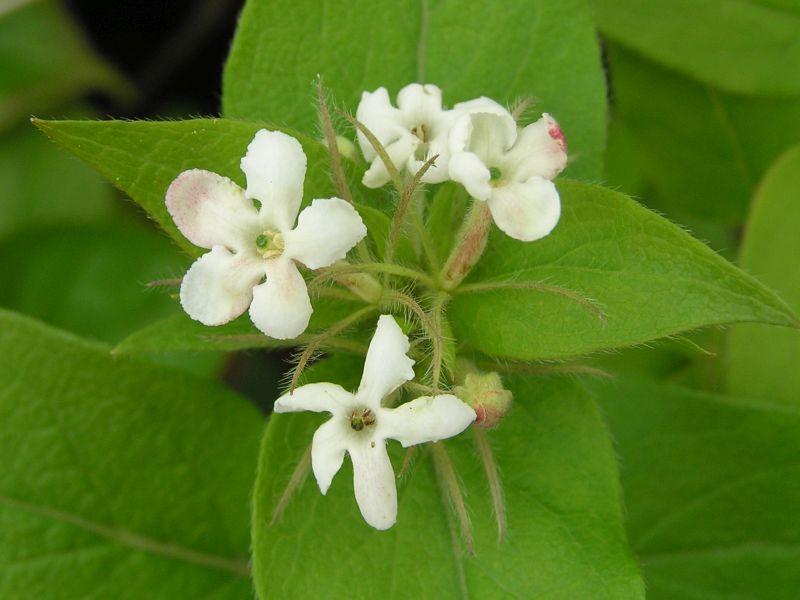 Weiße Blüten von Abelia triflora