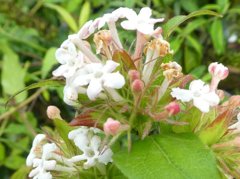 Himalaya-Abelie - Rosa Knospen und weiße Blüten