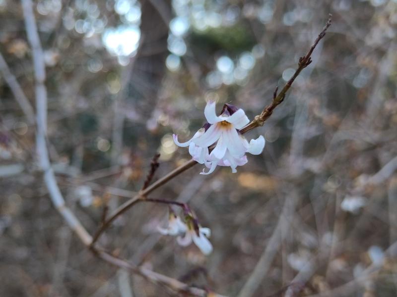 Vinterbuske, Abeliophyllum distichum