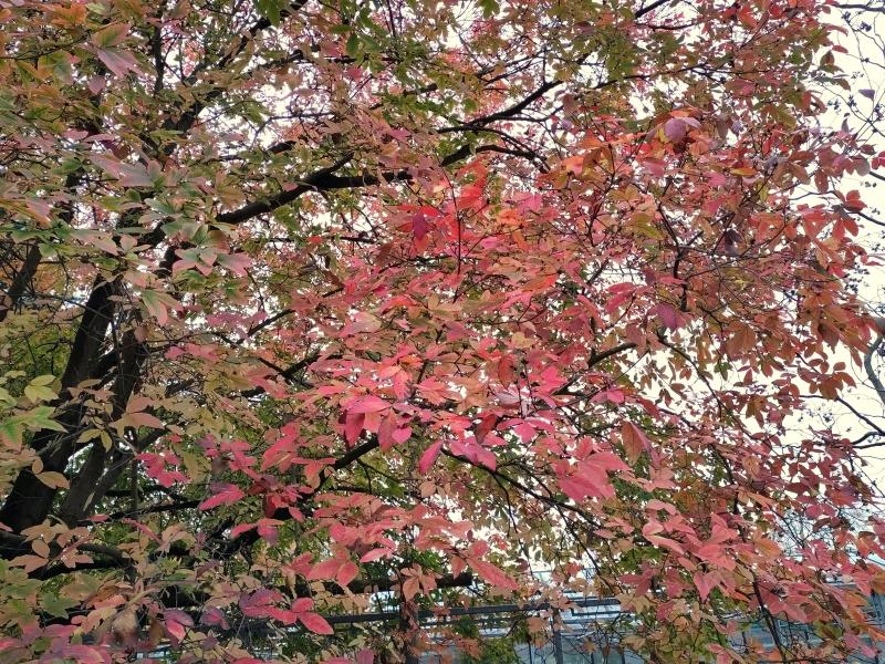 Leuchtend roter Nikko-Ahorn im Herbst