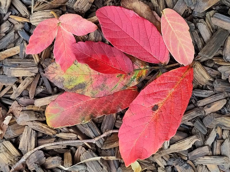 Leuchtend rote Blätter - Nikko-Ahorn