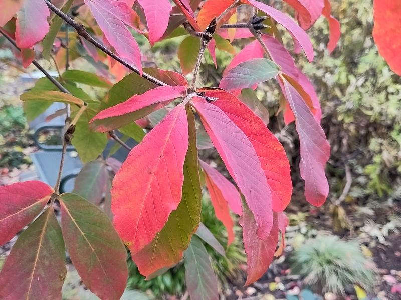 Rotes Herbstlaub beim Nikko-Ahorn