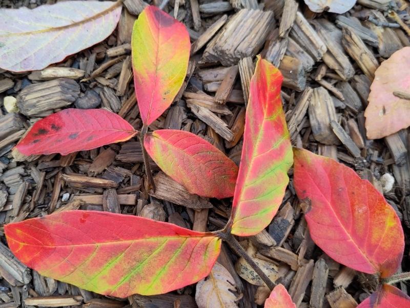 Bunt gefärbte Blätter des Nikko-Ahorns
