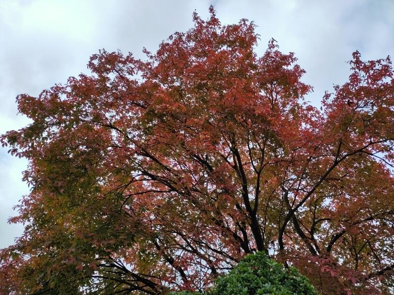 Hübscher rotfärbender Ahorn - der Acer maximowiczianum