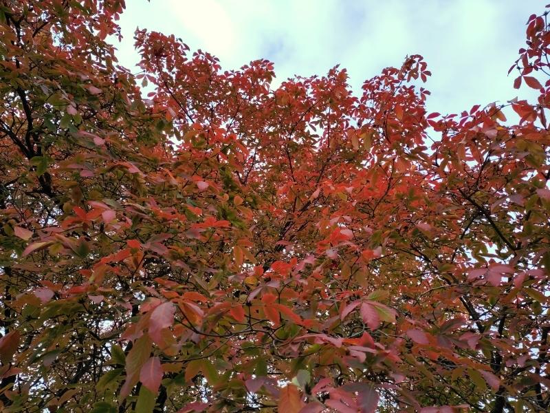 Nikko-Ahorn mit prächtiger roter Herbstfärbung