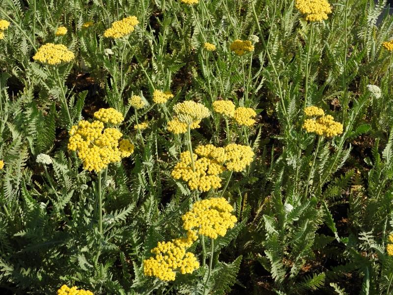 Gelbblühende Schafgarbe Coronation Gold im September