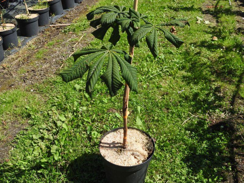 Aesculus hippocastanum Pyramidalis, Beispielpflanze aus Sommer 2024