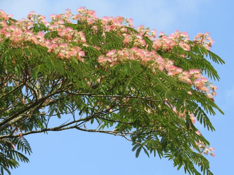 Seidenbaum mit  hübschen rosa Blüten