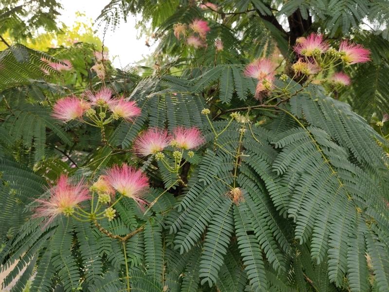 Silkesträd, Albizia julibrissin