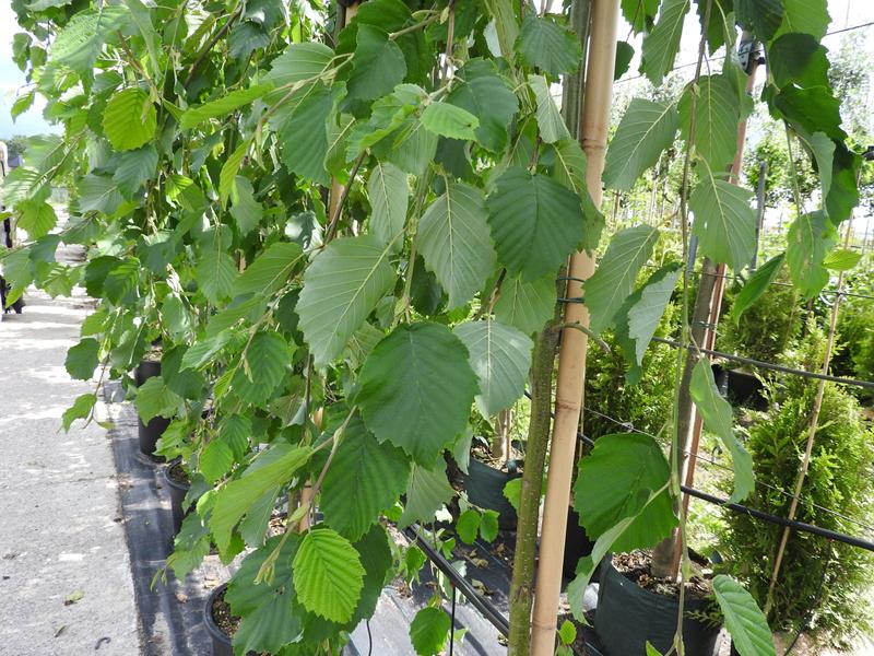 Hängande gråal, Alnus incana Pendula