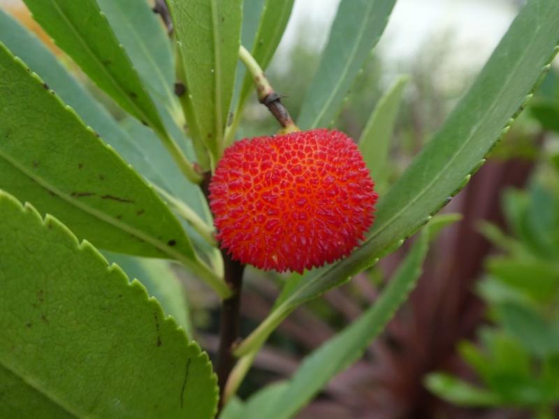 Orangerote Frucht des Erdbeerbaums