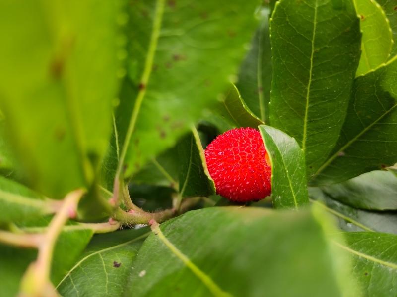 Süße Frucht des Erdbeerbaums