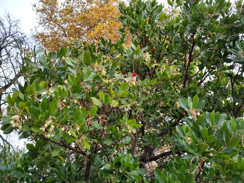 Smultronträd, Arbutus unedo