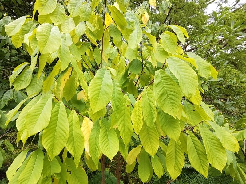 Große Blätter der Indianerbanane in Herbstfärbung
