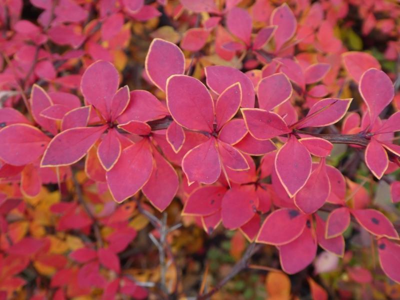 Blutberberitze Golden Ring - rotes Herbstlaub