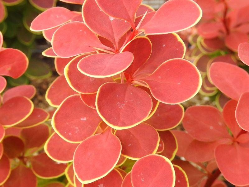 Heckenberberitze Orange Sunrise - rote Blätter mit gelbem Rand