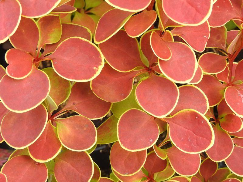 Rote Blätter der Heckenberberitze Orange Sunrise