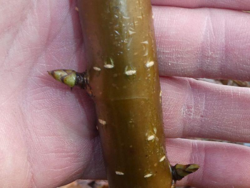 Betula medwediewii Gold Bark: Typische Rinde