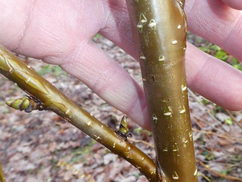 Typische Rinde von Betula medwediewii Gold Bark
