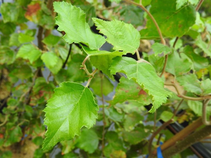 Betula pendula Spider Alley