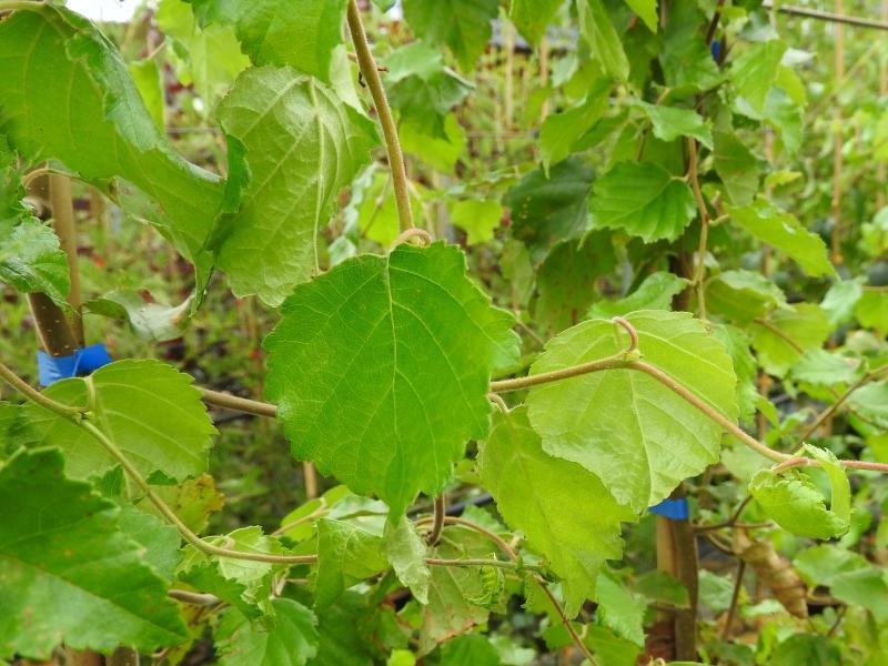 Korkenzieherbirke - Triebe im Sommer