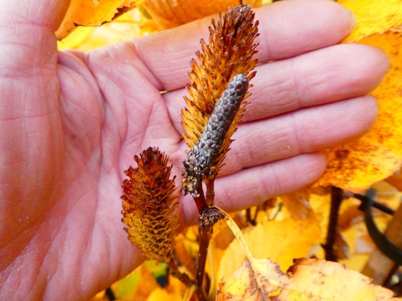 Erlen-Birke Gold Bark mit Früchten und gelbem Herbstlaub