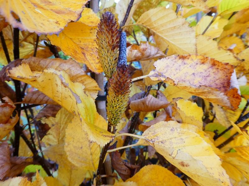 Erlen-Birke Gold Bark im Herbst