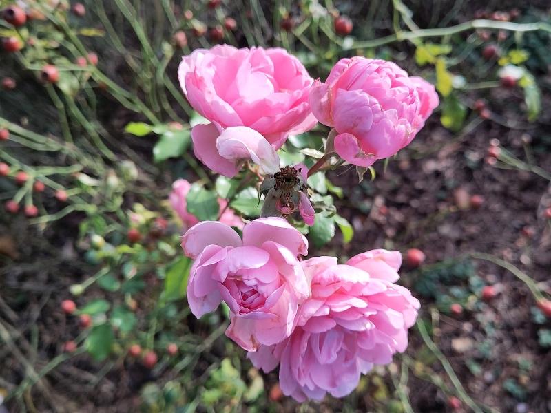 Letzte Blüten der Rose Bonica 82 im November