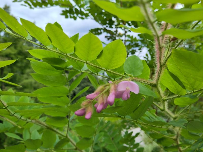 Rosenrobinia, Robinia hispida Macrophylla