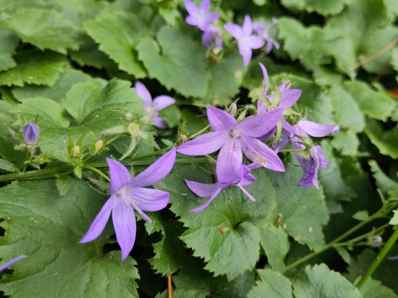 Campanula poscharskyana