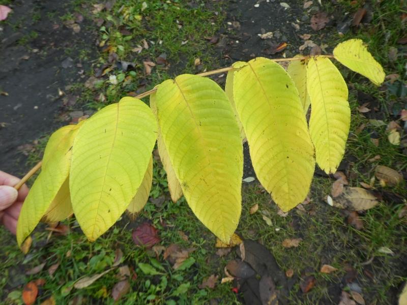 Herbstlaub der Chinesischen Pekannuss