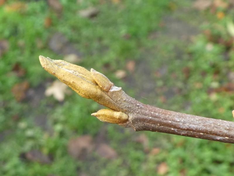 Bitternötshickory, Carya cordiformis