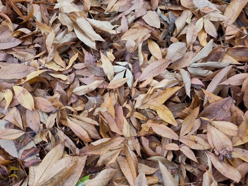 Herbstliche Blätter der Spottnuss-Hickory