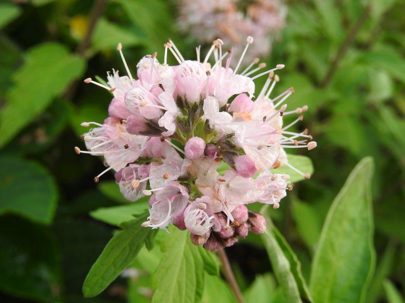 Bartblume Stephi - Nahaufnahme der Blüten