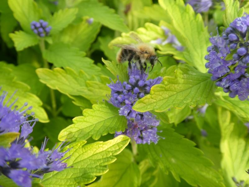 Goldgelbes Laub und blaue Blüten: die Bartblume Worcester Gold